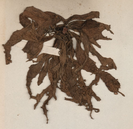 Herbier Olivier, 1880, Ramalina calicaris v fraxinea