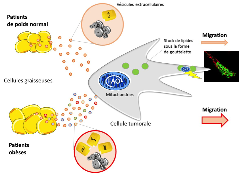 CP_IPBS_obesite