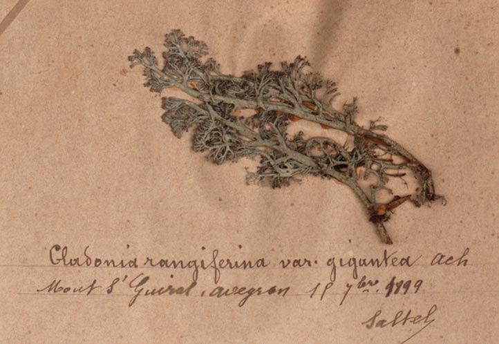 herbier-2-Saltel-B1-1899-PL06-claonia-rangiferina-var-gigantea