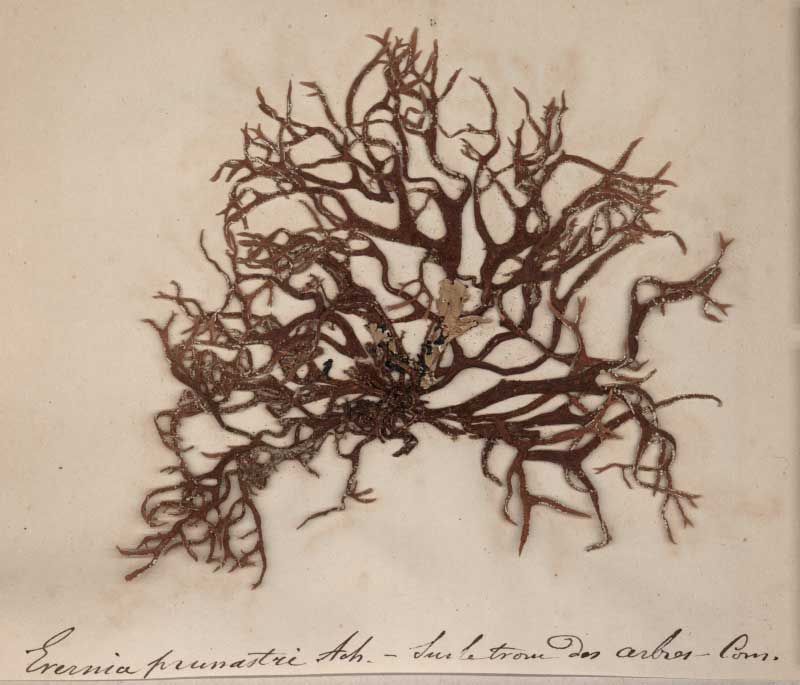 Herbier-Chaubard-Evernia-prunestri