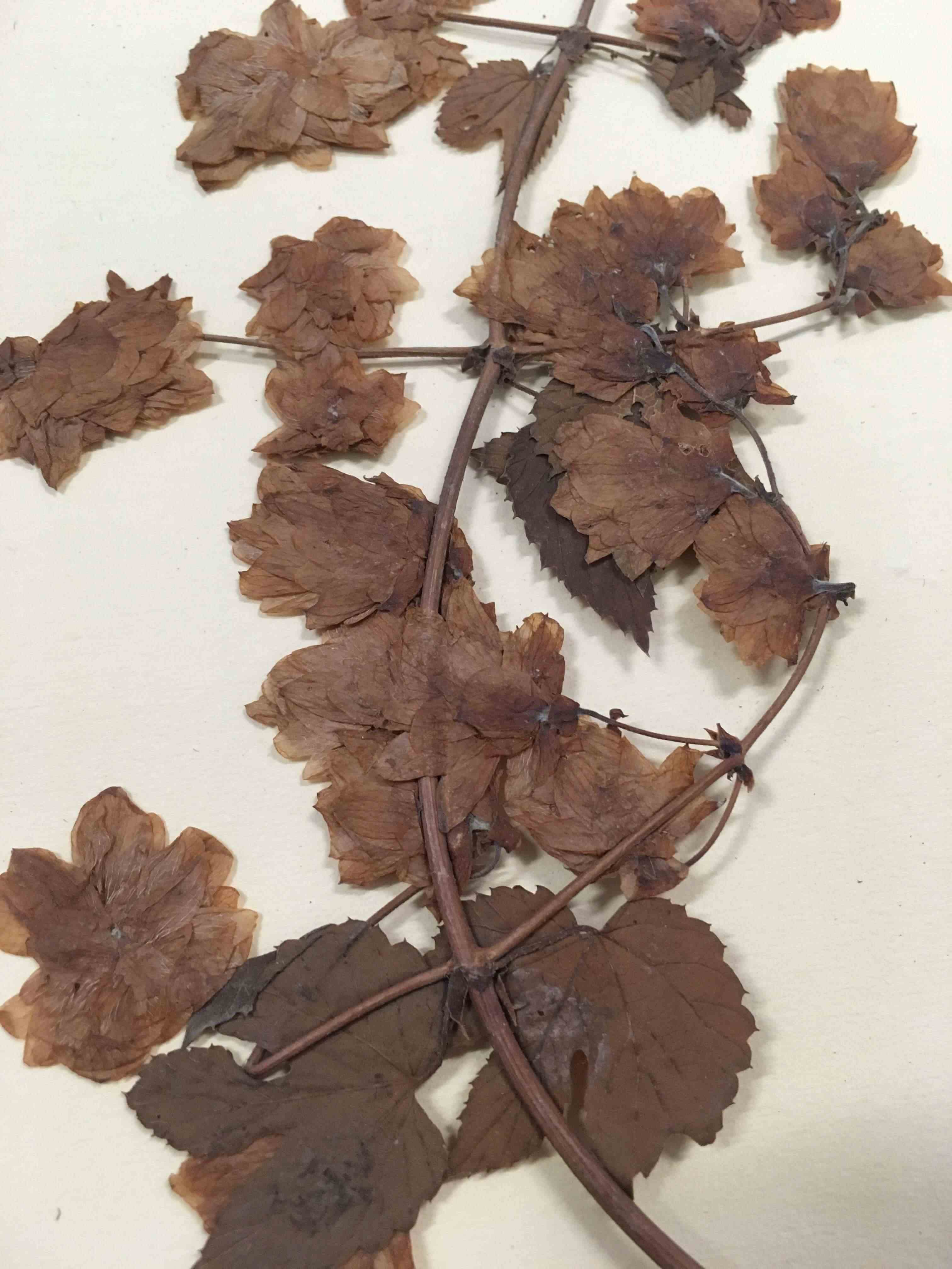 Humulus lupulus