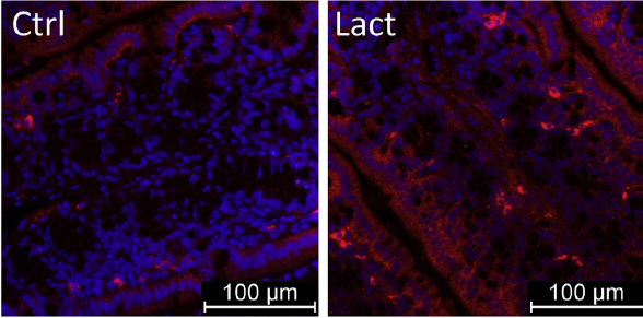 Images représentant le nombre des mastocytes (en rouge) observés chez des animaux témoins (CTRL) et les animaux traités par le lactose (Lact) ou soumis à un régime enrichi en fructo-oligosaccharides (FOS).