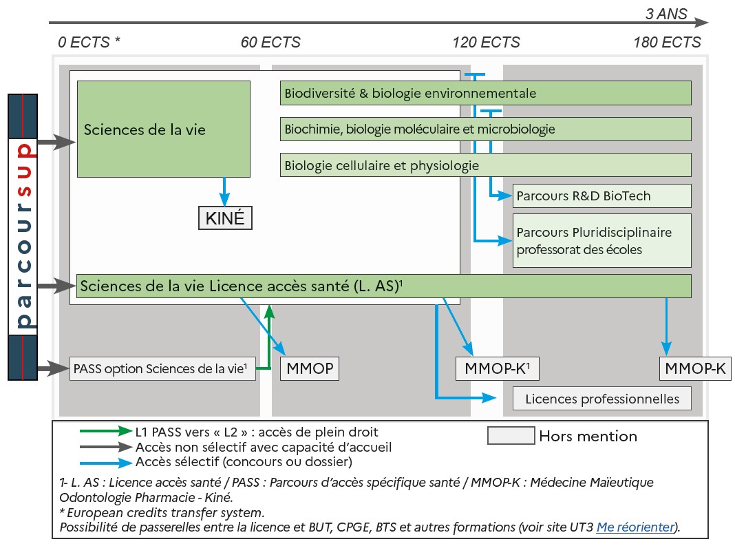 ODF 2024-2025_Mention LicSciencesVie_SCHEMA_SCUIO