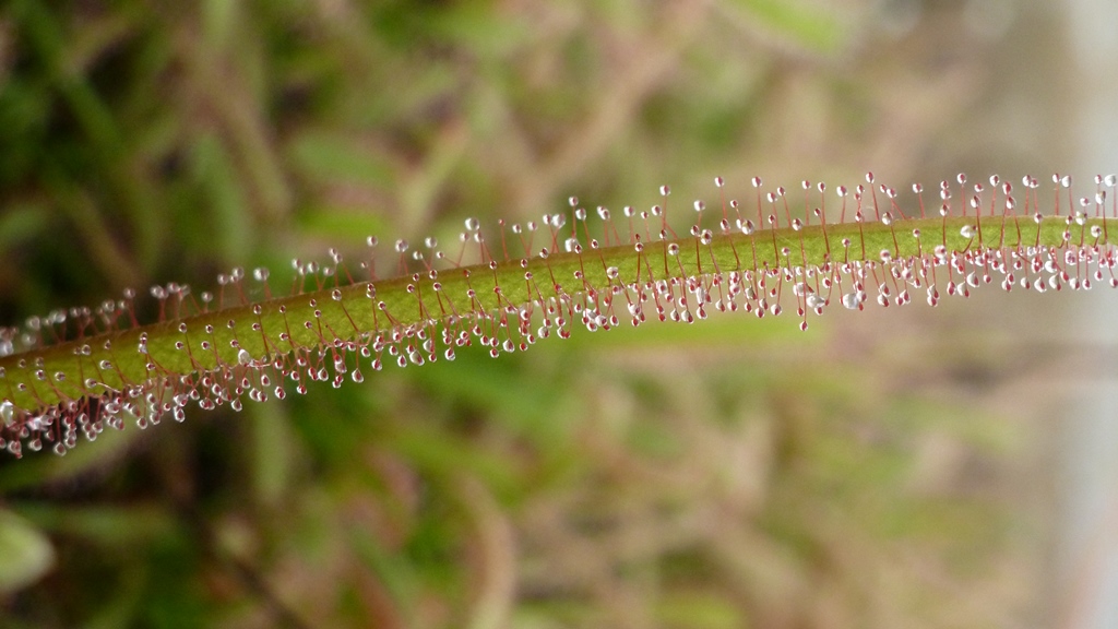 Drosera