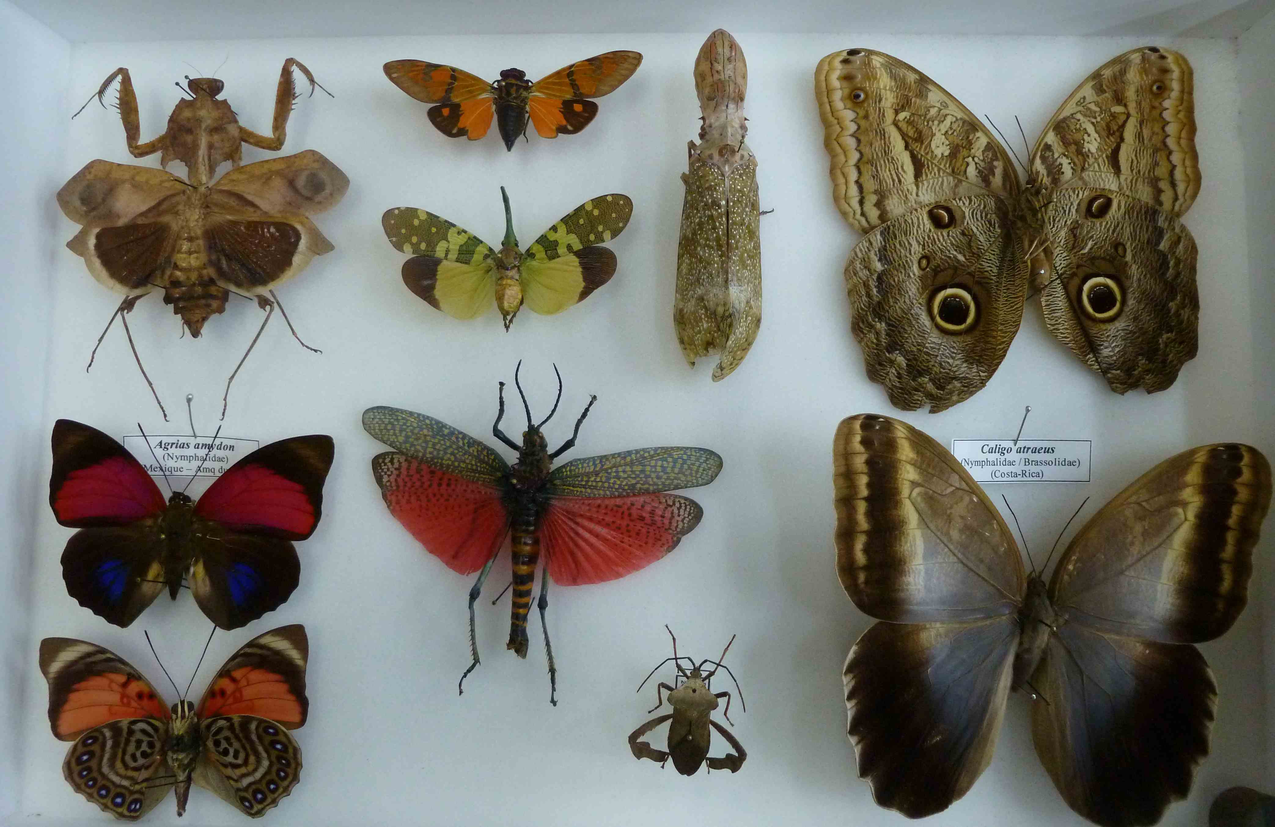 Boîte d'entomologie