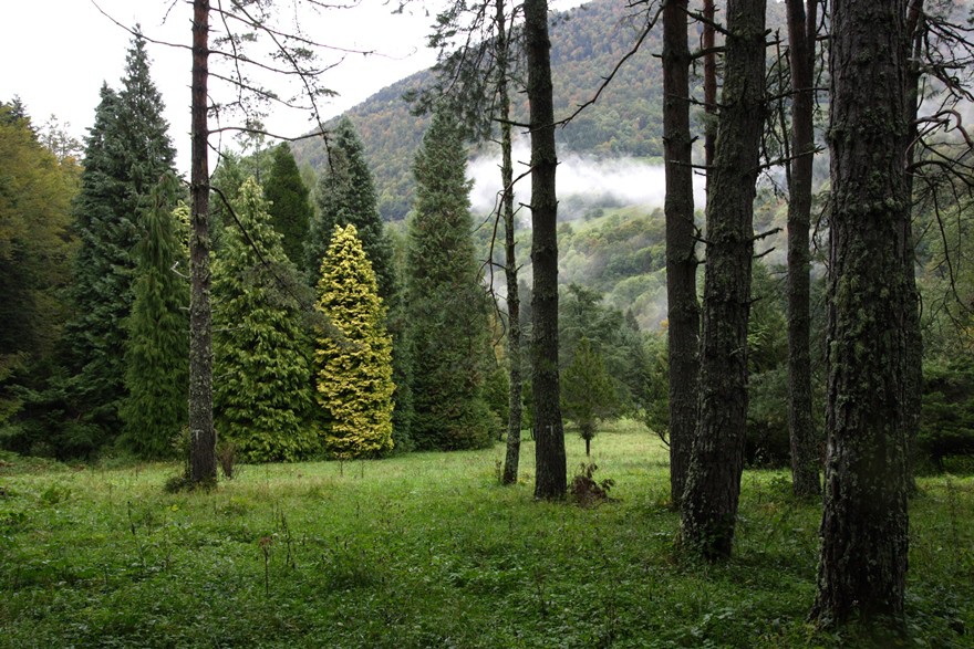Arboretum de Jouéou