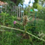 Chardon à têtes denses