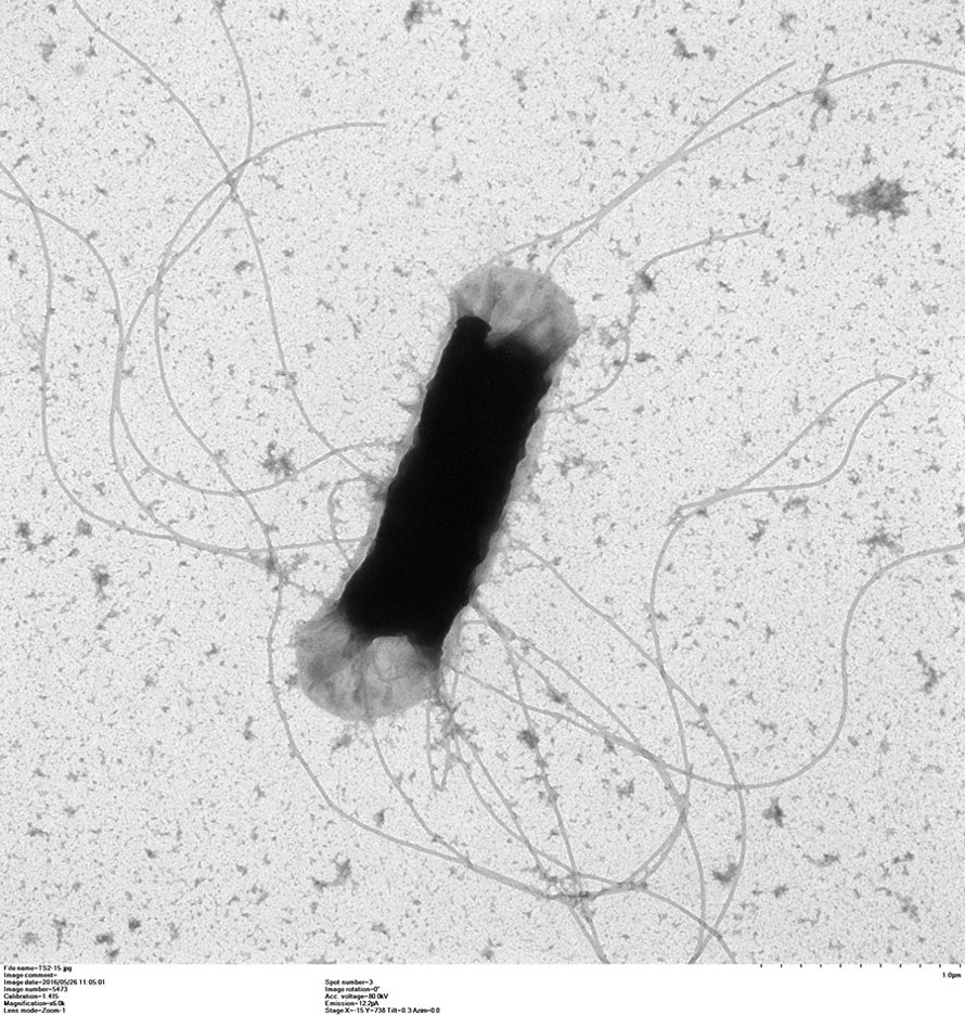 Flagelles d'E.coli - C. Roques - UMR 5503 LGC