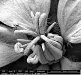 Cryo-fracture d'un végétal