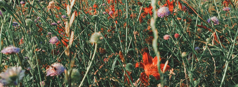 fleurs_sauvages