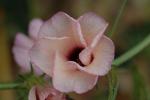 Hibiscus cannabinus
