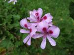 Pelargonium " Frensham "