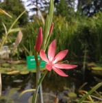Hesperantha coccinea