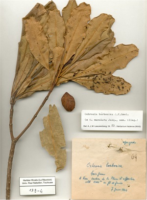 Ochrosia barbonica
