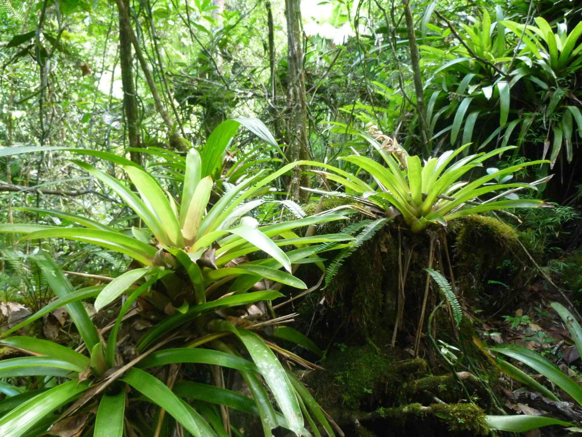 PR_Bromeliads