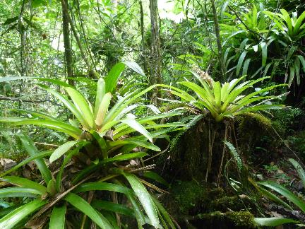 PR_Bromeliads