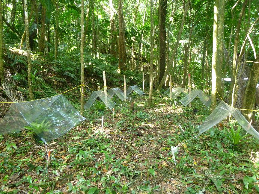 PR_Bromeliads