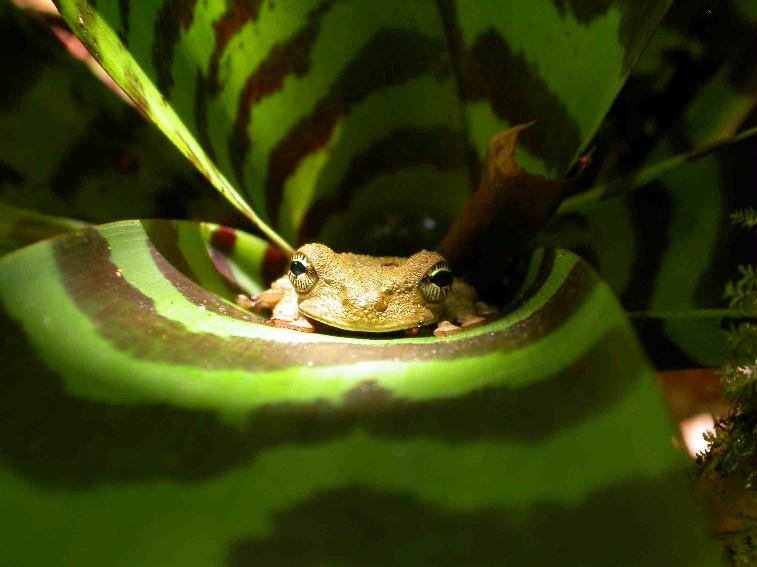 Bromeliad visitor_FG
