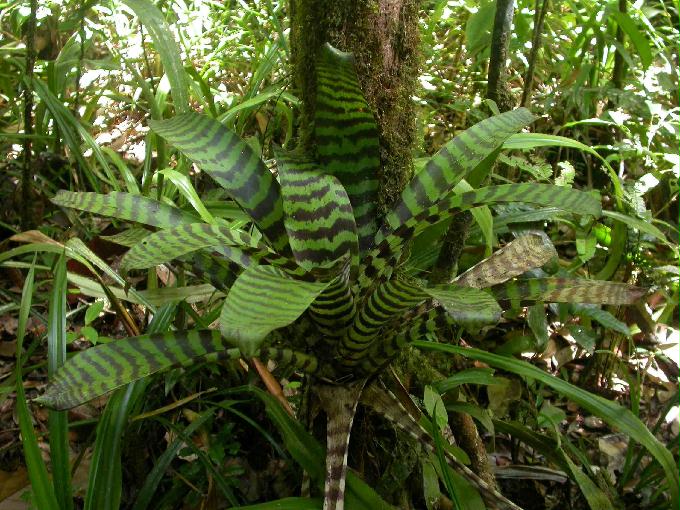 FG_Bromeliad