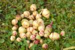 Oxalis tuberosa 