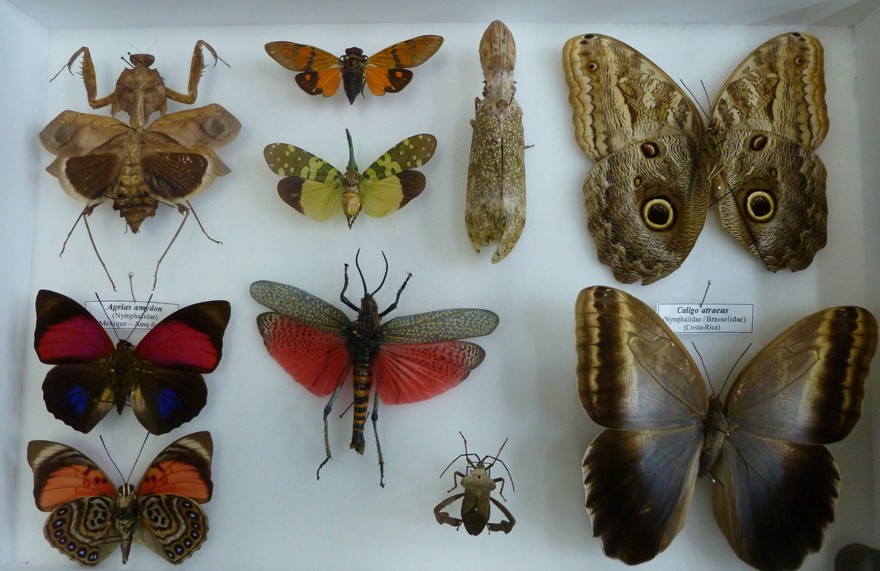 Boîte à papillons