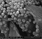 pollens de pâquerettes
