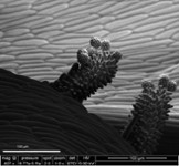 pollens de pâquerettes