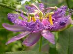 Passiflora incense