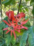 Passiflora racemosa