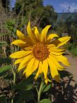 Tournesol